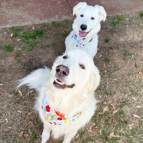 Meet your Posher, Emily - Picture 3 of 4